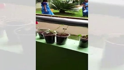 Plantation Day _ Kennedy High The Global School