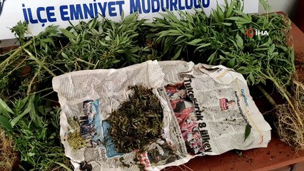 Samandağ'da hint keneviri operasyonu