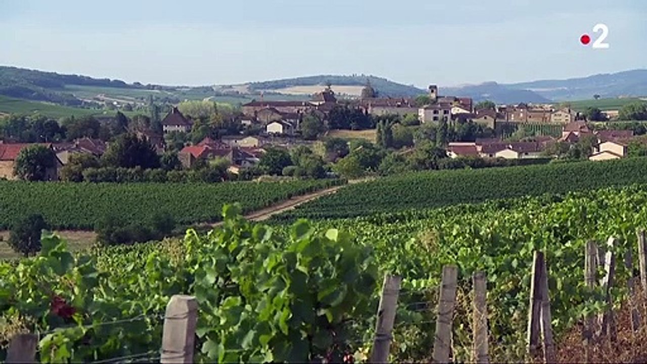 Bourgogne : des vendanges historiquement précoces