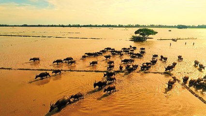 Gặp lại mùa len trâu trong miền ký ức | VTC