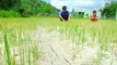 Cà Mau: Hạn mặn gây thiệt hại hàng trăm ha lúa | VTC
