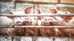 Thị trường lợn hơi lặng sóng hai miền Bắc - Trung | VTC
