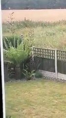 Alert as second emu spotted on loose in Doncaster