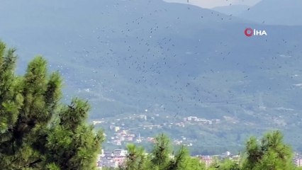 Sonbaharın habercisi leyleklerin göç yolculuğu başladı