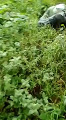 आम के पेड़ में लटकता मिला अज्ञात युवक का शव