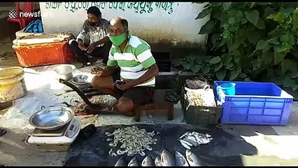 Six snakes regularly visit fishmonger and beg for food in eastern India