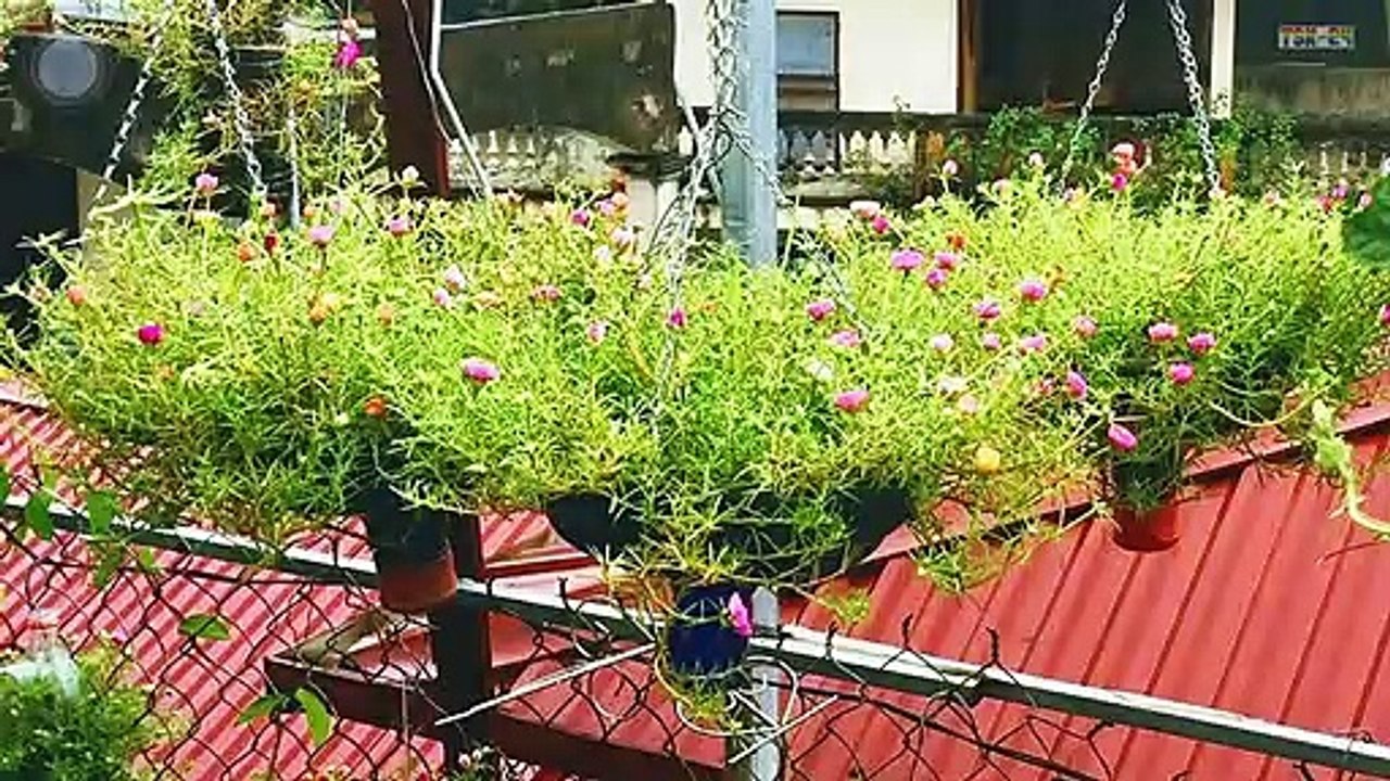 80 Beautiful Garden ideas Using Old Plastic Bottles