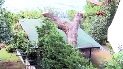 Boğaz'daki tarihi ağacın kesilmesi tepki çekti