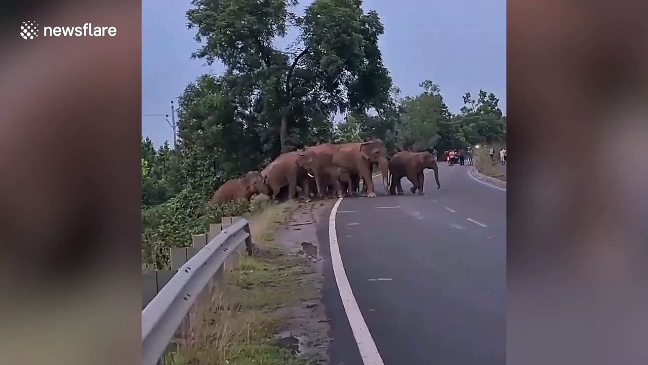 Traffic stops to let herd of elephants cross road in eastern India