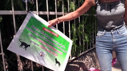 Hayvansever kadın sokak kedilerinin kulübelerine zarar verildiği iddiasıyla şikayetçi oldu - ANTALYA