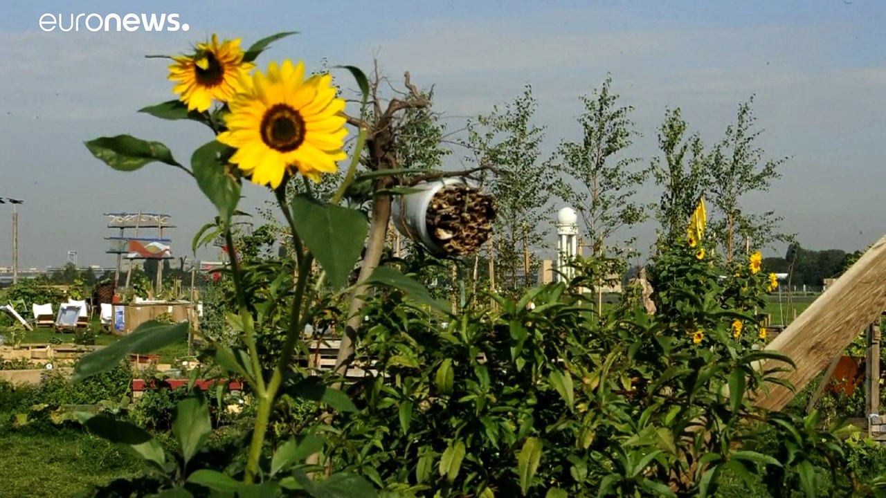 Entspannung beim Urban-Gardening am Tempelhofer Feld
