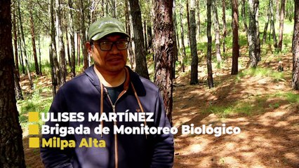 EN BOCA DE TODOS | Al rescate del gorrión serrano y el conejo teporingo