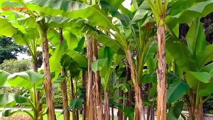 একমাস খালি পেটে দুটি কলা খান,শরীর থেকে দূর হবে ভয়ঙ্কর 12 টি রোগ। কলার উপকারে পুরো দুনিয়া অবাক       #     SAzadworldpro