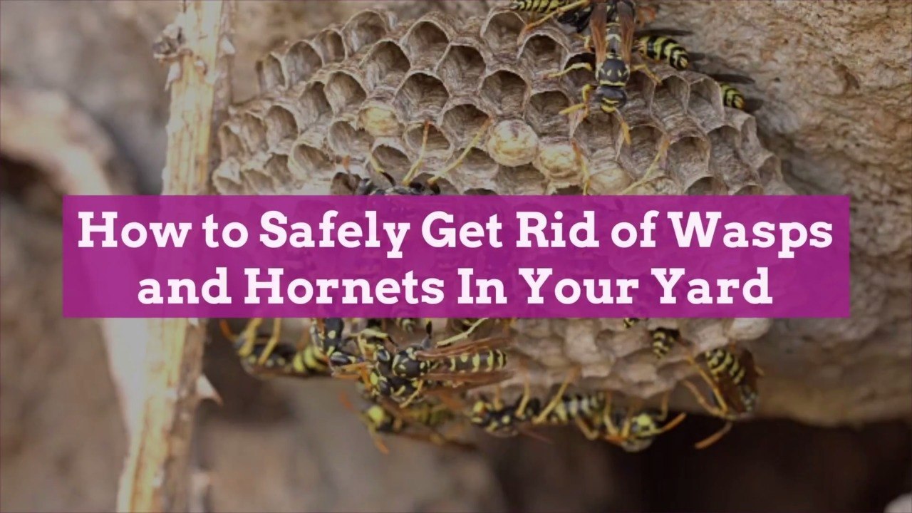 How to Safely Get Rid of Wasps and Hornets In Your Yard