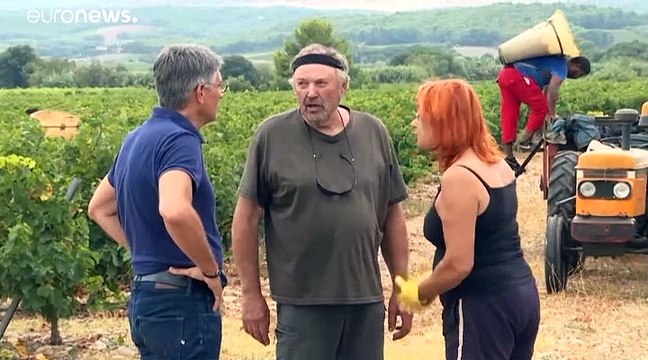 Vendanges précoces dans les Pyrénées-Orientales : du jamais vu