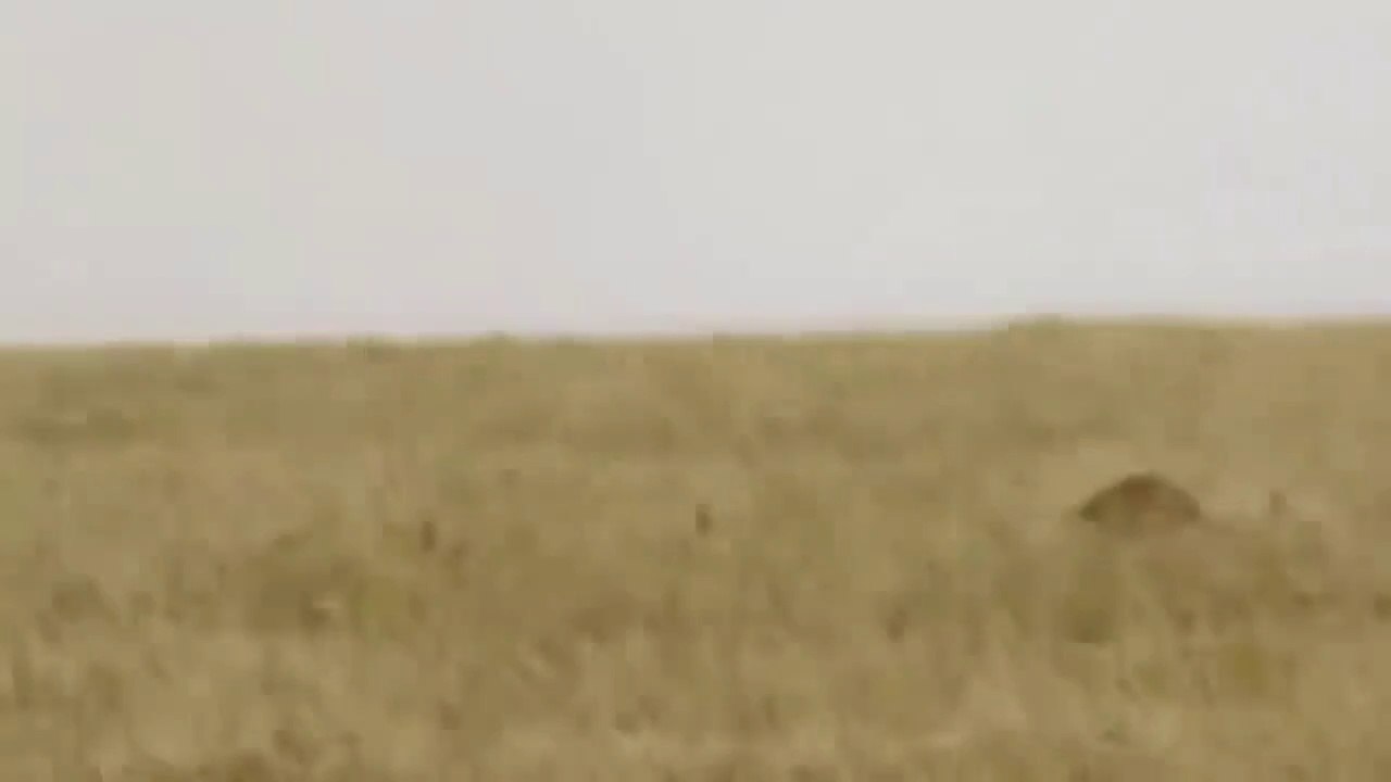African Wildlife Warthog Tossing Leopard To The Air To Save Baby  Cheetah vs Wild Boar EWC
