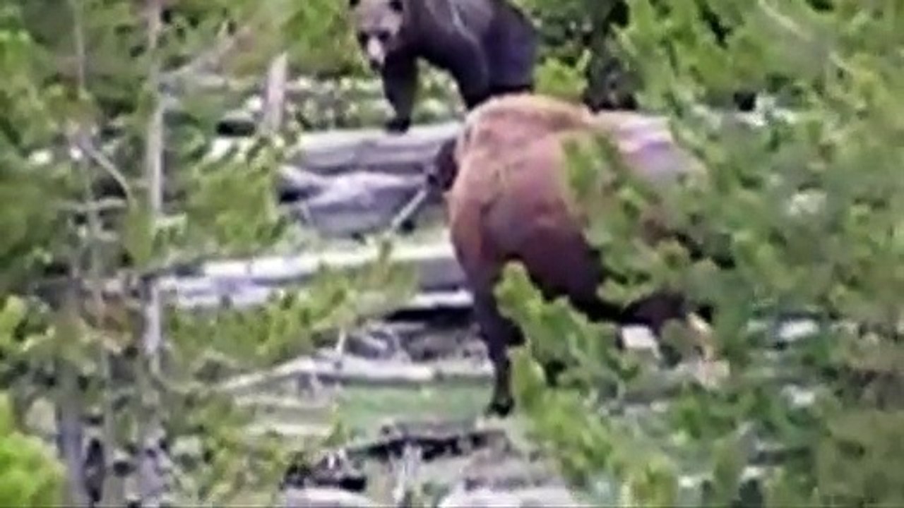Elephant protects her baby from Hippos Bear takes down Bison and leopard