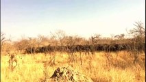 Elephant vs hippo Buffalos vs lion Explore Wild Creatures