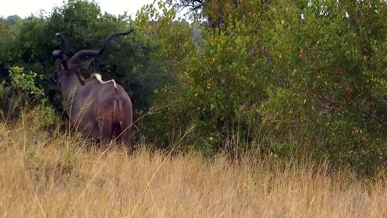 Lion catches strongest animal kudu with horn