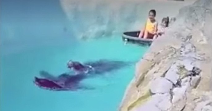 En Belgique, un parc utilise des otaries pour tracter des enfants, ce qui indigne les défenseurs de la cause animale