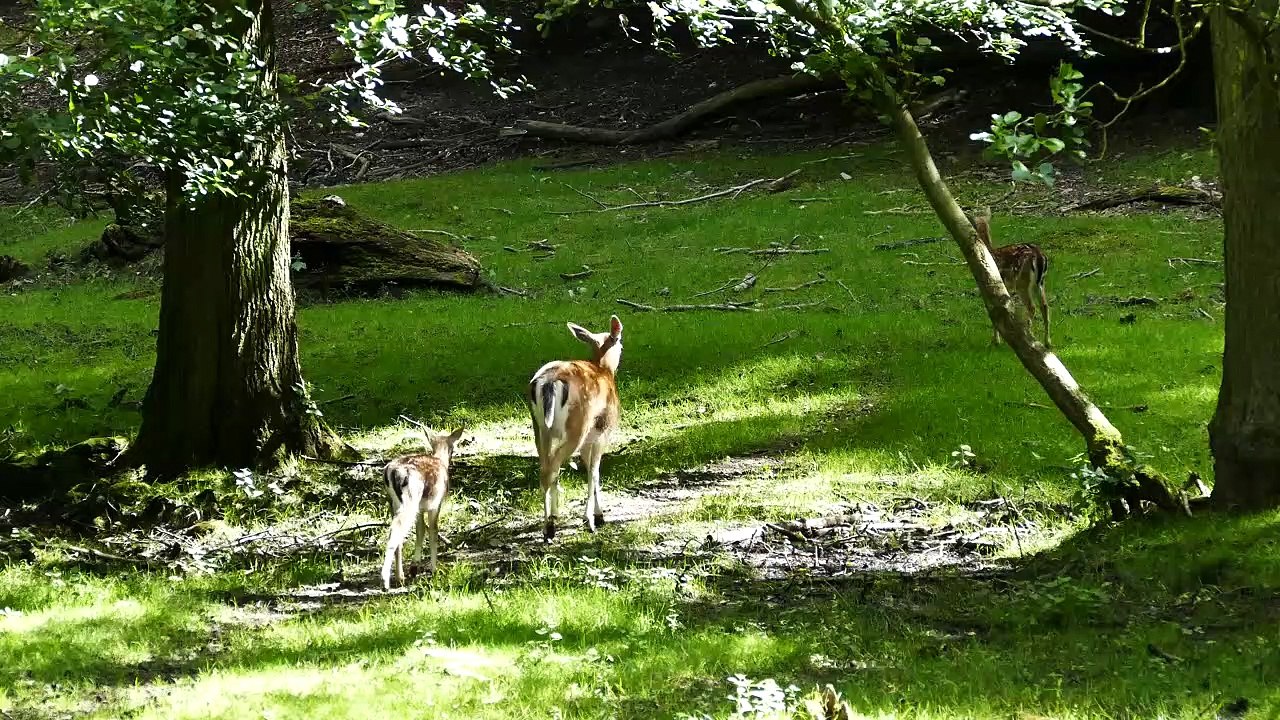 Animals. Video short