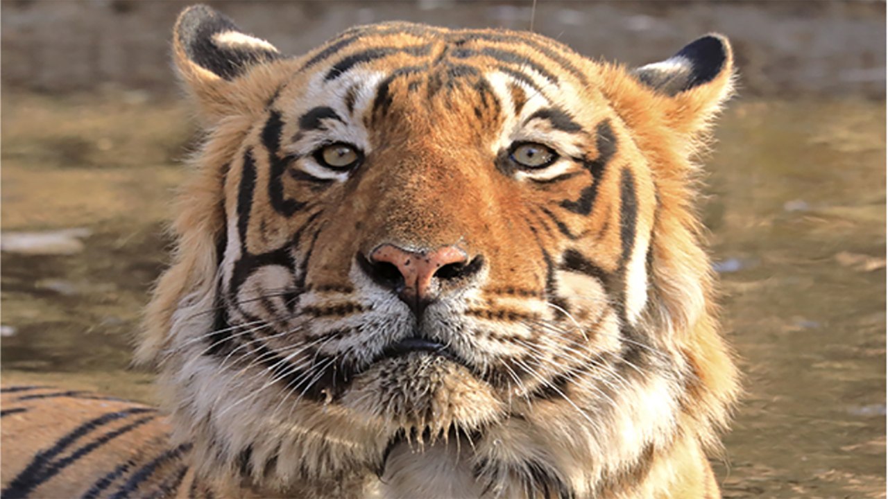 What Are The Tigers Excited About?