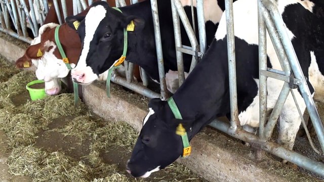 Hayvanlarda süt verimini etkileyen meme siğillerine karşı geliştirilen yerli merhemin üretimine başlandı - BURDUR