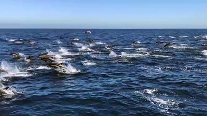 Una estampida de delfines asombra a los observadores de ballenas en California