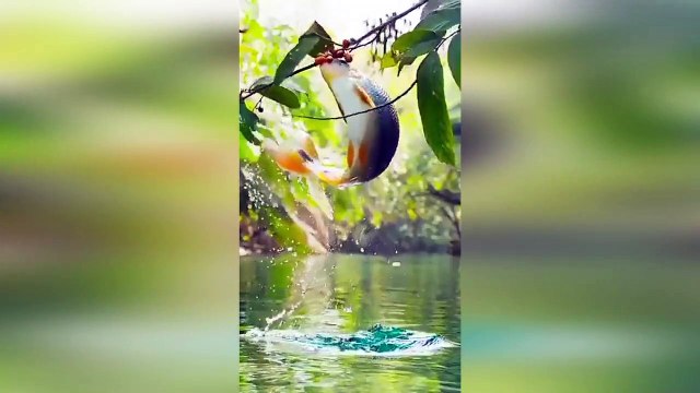 Fishes: Compilation of Amazing Jumping & Dancing for 100 seconds straight: Must Watch!! 2020