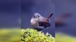 Beautiful Little Birds: Her Voice packs a Punch ||  Must Watch 2020