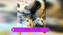 Compilation of Cute Cats ...Awww Moments  2020 || Must watch !!