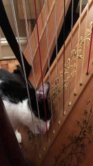 Cat Plays the Harp