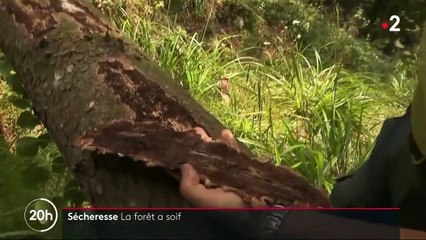 VIDÉO. Canicule : les forêts en manque crucial d'eau