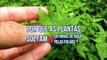 Por que as plantas soltam gotinhas de agua pelas folhas