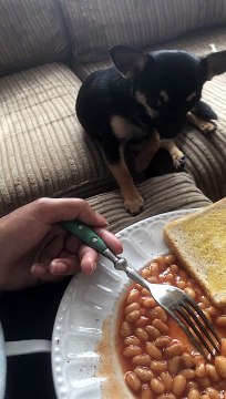 Adorable Chihuahua Brothers Growl Over Baked Beans