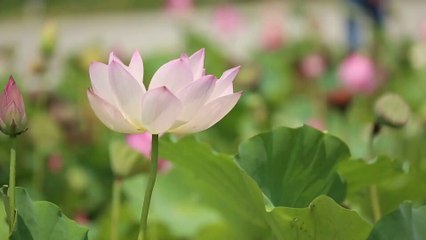 Yoga Music, Meditation Music, Relaxing Music, Deep Sleep Music, Soothing Music, Music
