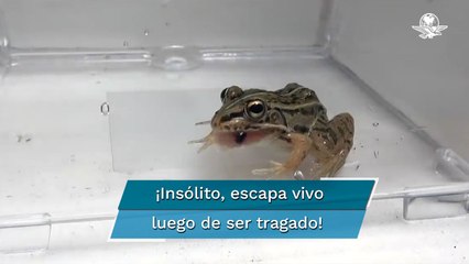 El increíble escape de un escarabajo luego de ser tragado por una rana