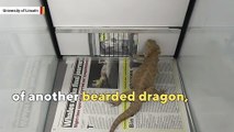 Bearded dragons are smarter than you think