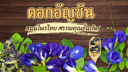 ดอกอัญชัน สมุนไพรไทย สรรพคุณชั้นเลิศ