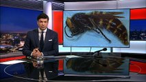 Hunt is on to remove 'murder hornets' from Washington state