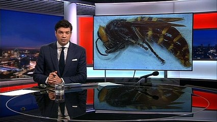 Hunt is on to remove 'murder hornets' from Washington state