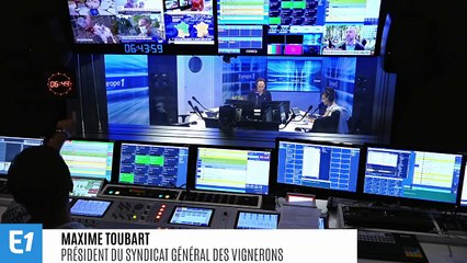 Vendanges précoces : Maxime Toubart assure que "le changement climatique a eu des impacts réels et rapides"