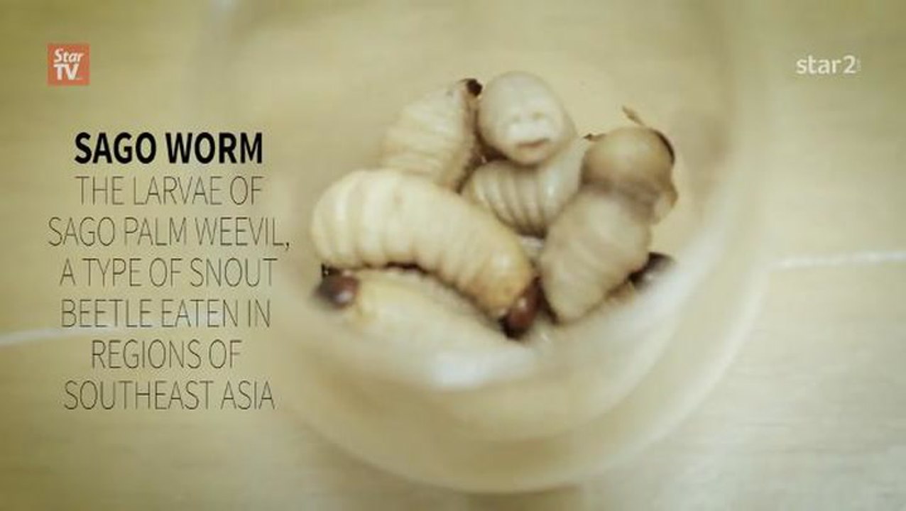 FCX: Eating Live Sago Worms #SquealMeal