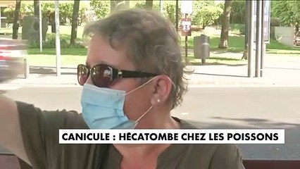 Enghien-les-Bains : Plus de 5 tonnes de poissons retrouvés mort à la surface du lac - La canicule est sans doute la cause de cette hécatombe