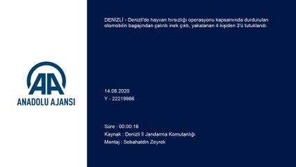 Çaldıkları ineği otomobil bagajında kaçıran 4 kişi yakalandı - DENİZLİ