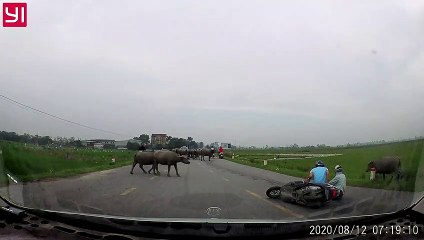 Buffalo Barrels Motorcycle Riders Over