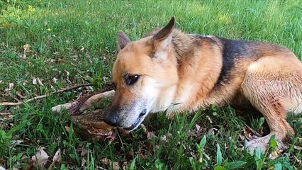 the dog eating, so lovely 2020