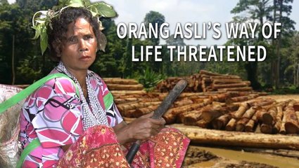 Download Video: Orang Asli's way of life threatened