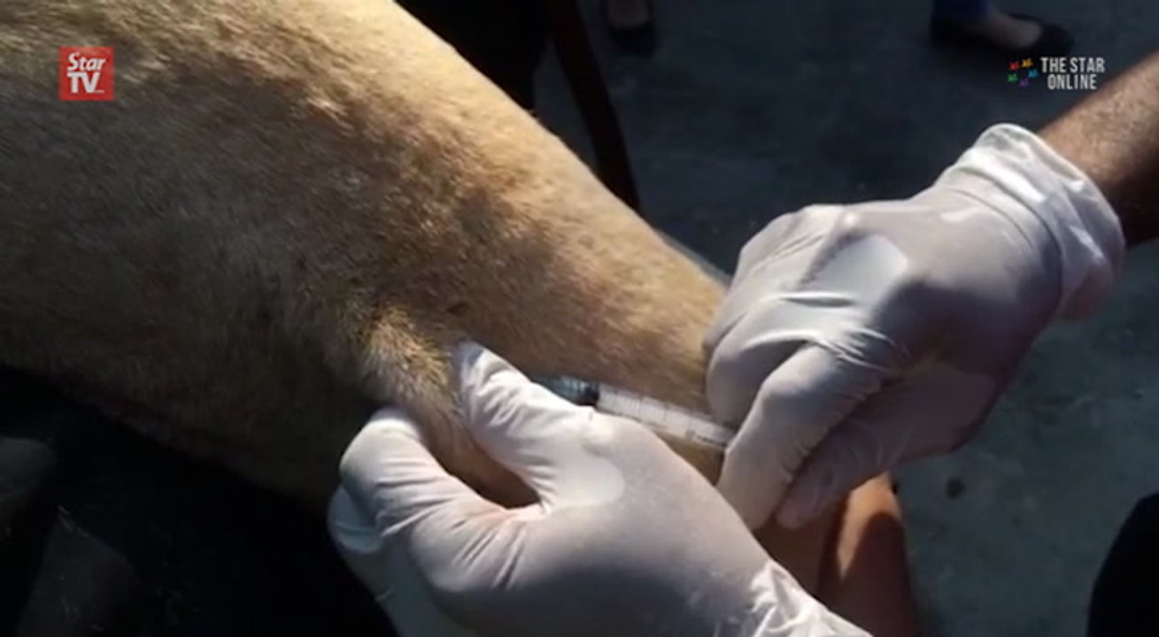 Anti-rabies vaccination for dogs in Penang