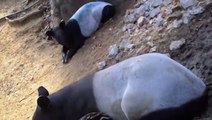 Meet the newborn Malayan Tapir in Taiping Zoo